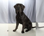 Small Photo #2 Neapolitan Mastiff Puppy For Sale in Burbank, CA, USA