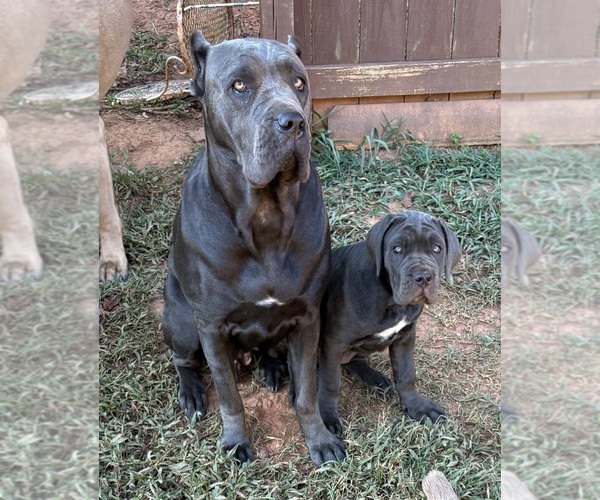 Medium Photo #13 Cane Corso Puppy For Sale in ROCKMART, GA, USA