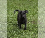 Small #2 Labrador Retriever Mix