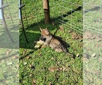 Small Photo #9 German Shepherd Dog Puppy For Sale in PORTER, TX, USA