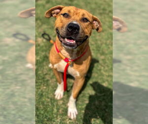 Medium American Pit Bull Terrier Mix
