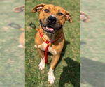 Small American Pit Bull Terrier Mix