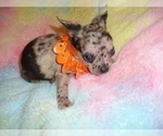 Small #2 Chihuahua