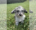 Small #34 Cavapoo (Miniature)