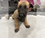 Small Photo #146 Belgian Malinois Puppy For Sale in REESEVILLE, WI, USA