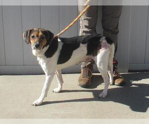 Beagle Dogs for adoption in Louisville, KY, USA