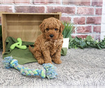 Denny - Male Goldendoodle mix (+ Poodle Standard) Puppy for Sale - Photo #8