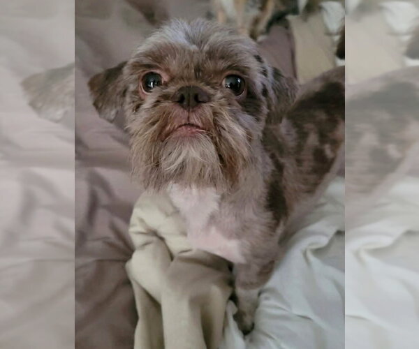 Medium Photo #3 Shih Tzu-Unknown Mix Puppy For Sale in Andover, MN, USA