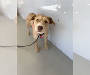 Mutt Dogs for adoption in Studio City, CA, USA