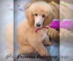 Princess Buttercup - Female Poodle (Standard) Dog for Adoption - Small photo