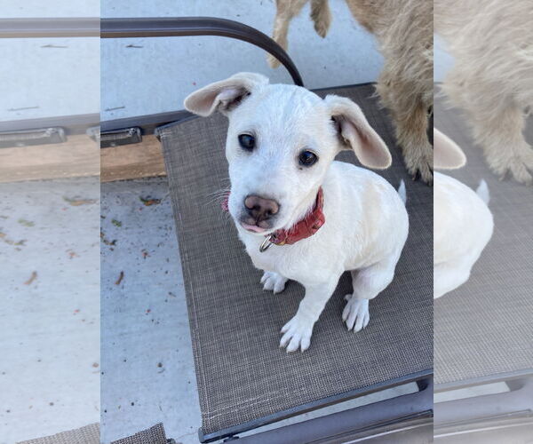 Medium Photo #14 Mutt Puppy For Sale in San Diego, CA, USA