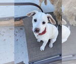 Small #13 Mutt