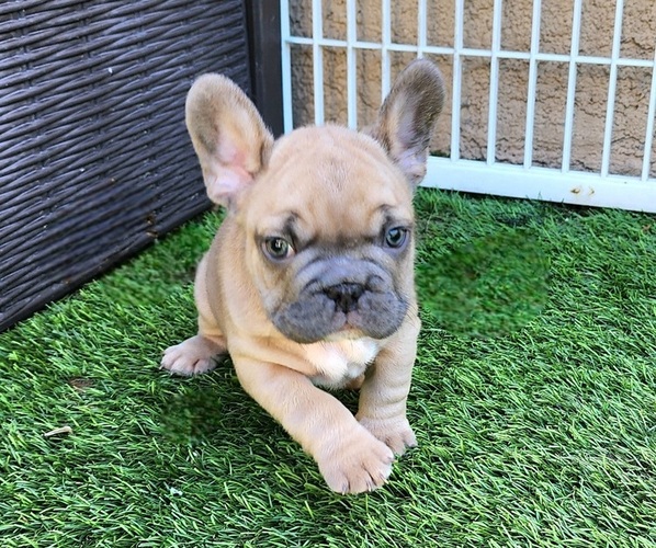Medium Photo #7 French Bulldog Puppy For Sale in LAS VEGAS, NV, USA