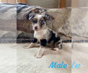 Texas Heeler Puppy for sale in VICTOR, MT, USA