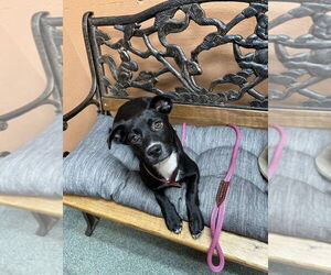American Pit Bull Terrier-Unknown Mix Dogs for adoption in Boston, MA, USA