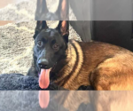 Small #3 German Shepherd Dog Mix