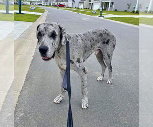 Great Dane Dogs for adoption in Bullard, TX, USA