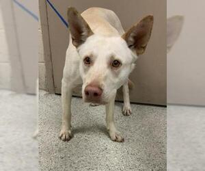 Labrador Retriever Dogs for adoption in Conroe, TX, USA