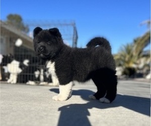 Akita Puppy for sale in APPLE VALLEY, CA, USA