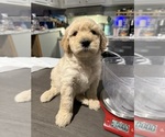 Puppy Blue Collar Goldendoodle