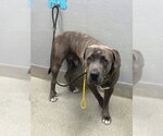 CHACAL - Male Mutt Dog for Adoption - Small photo