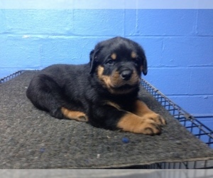 Rottweiler Puppy for sale in MAPLE HEIGHTS, OH, USA