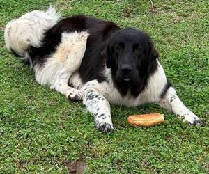 Father of the Karakachan puppies born on 03/05/2026