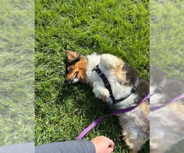 Medium Photo #3 Mutt Puppy For Sale in Aurora, IN, USA