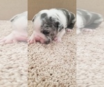 Small Photo #2 English Bulldog Puppy For Sale in WALDORF, MD, USA