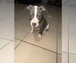 Small #5 American Pit Bull Terrier Mix