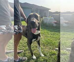 Small #1 Great Dane