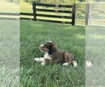 Puppy Cody Bernedoodle