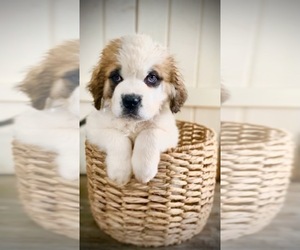 Saint Bernard Puppy for sale in MARENGO, WI, USA