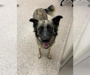 Siberian Husky-Unknown Mix Dogs for adoption in Brighton, CO, USA