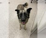 OAKLEY - Female Siberian Husky-Unknown Mix Dog for Adoption - Small photo