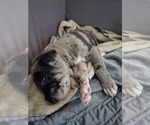 Small #5 Irish Dane