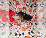 Small Photo #9 Yorkshire Terrier Puppy For Sale in LAPEER, MI, USA