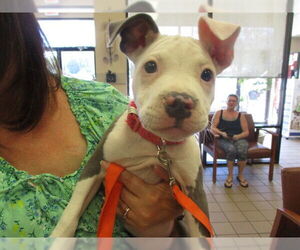 American Pit Bull Terrier Dogs for adoption in Ocala, FL, USA
