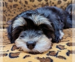 Small #3 Havanese