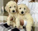 Small Photo #2 Goldendoodle Puppy For Sale in SOUTHBURY, CT, USA