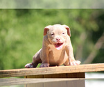 Puppy Free flow American Bully