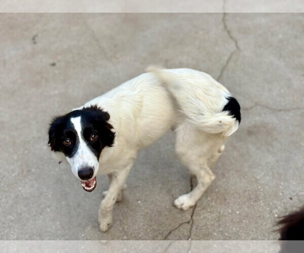 Medium Photo #3 Border Collie-Unknown Mix Puppy For Sale in Paso Robles, CA, USA