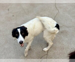 Sage - Female Border Collie-Unknown Mix Dog for Adoption - Photo #3