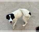 Small Photo #3 Border Collie-Unknown Mix Puppy For Sale in Paso Robles, CA, USA