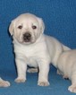 Small Photo #11 Labrador Retriever Puppy For Sale in CALIENTE, CA, USA