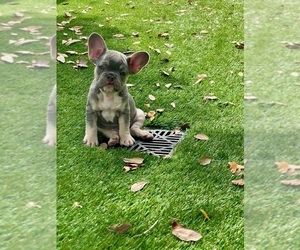 French Bulldog Puppy for sale in CORAL SPRINGS, FL, USA