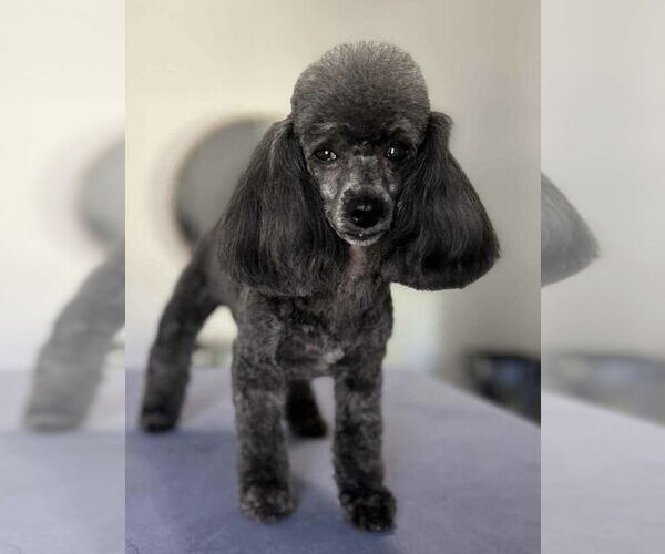 Medium Photo #2 Poodle (Toy) Puppy For Sale in Pacolet, SC, USA