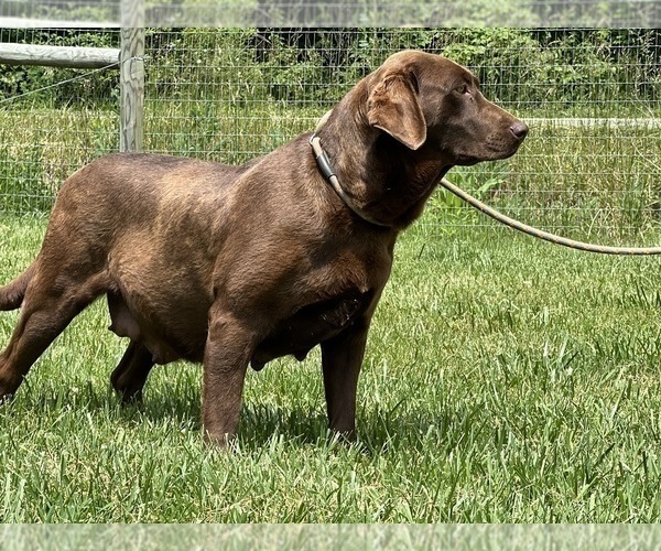 Medium Photo #1 Labrador Retriever Puppy For Sale in NEOLA, WV, USA