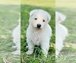 Small #1 German Shepherd Dog