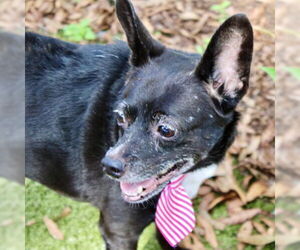 Chihuahua Dogs for adoption in Rockaway, NJ, USA